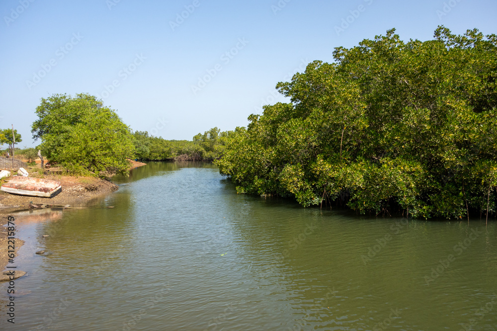 small stream and mud flats with Black Mangrove lining the banks in the background in West Africa