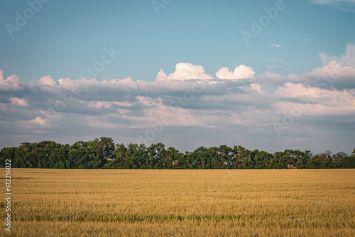 Beautiful farm landscape of a wheat field, early summer in Ukraine, at sunset time