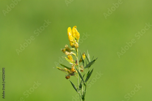 small upright yellow wildflower isolated on a natural green summer woodland background