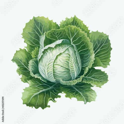 vector cute cabbage cartoon style