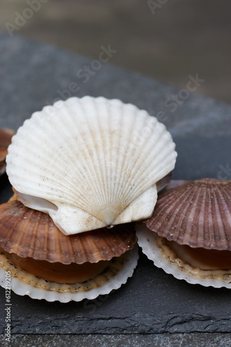 Close up of fresh brown and white scallop shells