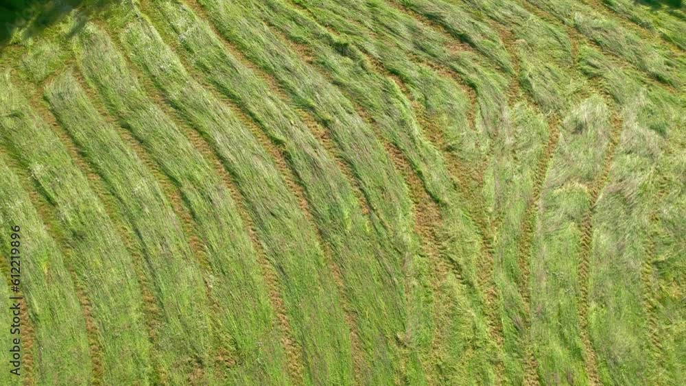 Freshly mown meadow, aerial top down view Freshly mown meadow, aerial top down view
