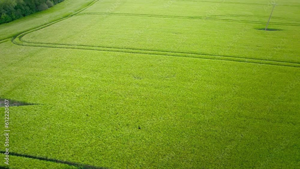 Beautiful cultivated green meadow. Aerial backward
Beautiful cultivated green meadow. Aerial backward