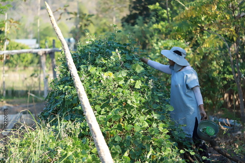 Farmers growing vegetables in Thailand
