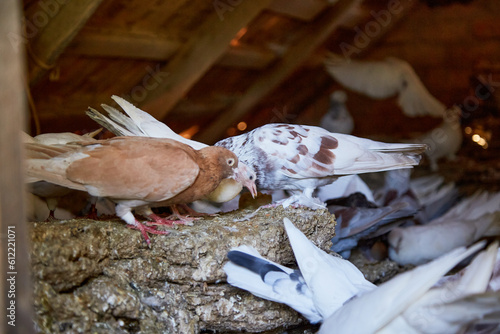 Fototapeta Naklejka Na Ścianę i Meble -  Breeding purebred pigeons at private yard. Warm house for birds. Hobby for the soul. Diet meat. Naturecore rural pastoral life concept Copy space
