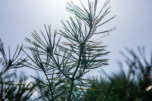 Coniferous pine tree with long needles