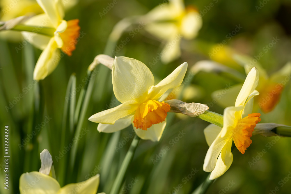 beautiful yellow daffodils close-up in the garden beautiful yellow daffodils close-up in the garden
