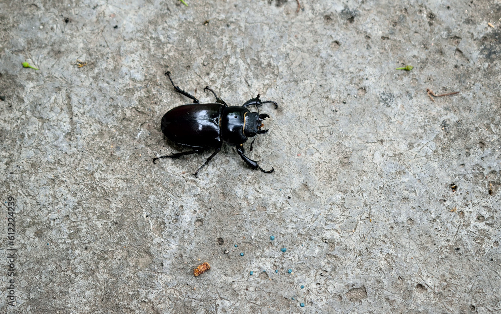 a small horned beetle crawls on the ground a small horned beetle crawls on the ground
