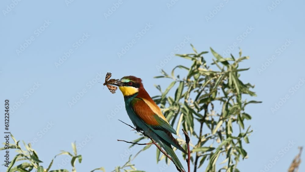 European bee eater Merops apiaster. The bird is sitting on a branch with a butterfly in its beak. Close up. Slow motion. European bee eater Merops apiaster. The bird is sitting on a branch with a butterfly in its beak. Close up. Slow motion.