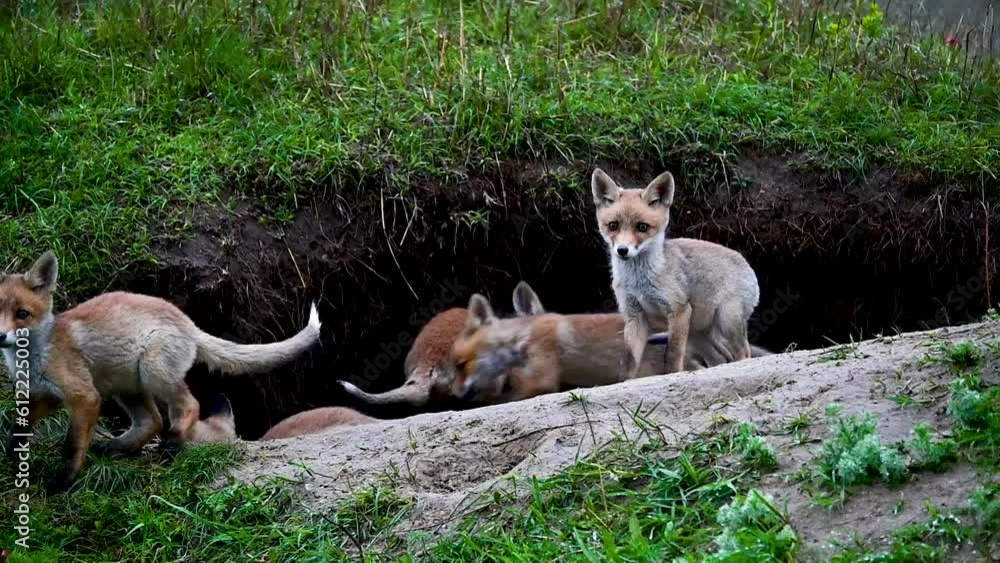 Cute young fox cubs near the burrow. Vulpes vulpes. Slow motion. Cute young fox cubs near the burrow. Vulpes vulpes. Slow motion.