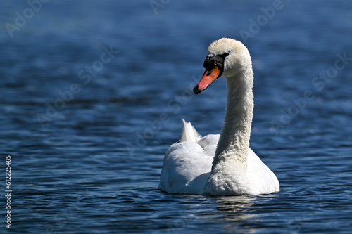 Mute swan    H  ckerschwan  Cygnus olor  