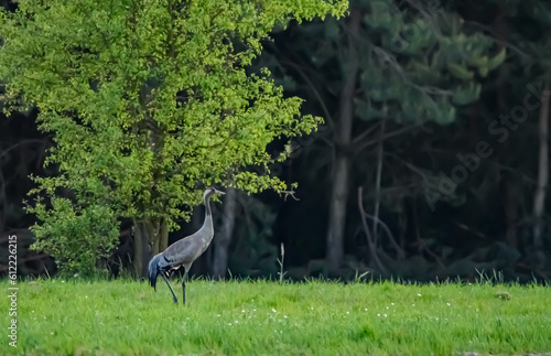 Tereny zielone i ptak żuraw stojący na trawie