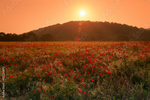 Poppies and wheat fields in the French Vexin Regional Nature Park. Follainville-Dennemont village