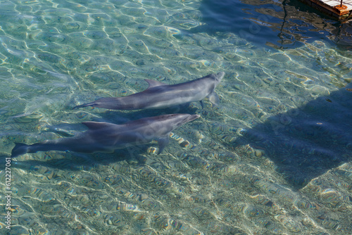 Two Dolphins bottlenose underwater, Red Sea coastline, Israel. Dolphin with a baby floating in the water. Wildlife marine animals design postcard. Two playful dolphins playing with sunbeams