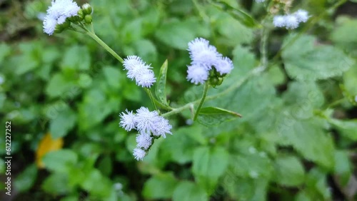 Bandotan, or wedusan (Ageratum conyzoides), is a type of agricultural weed and can be used as an herbal medicine. photo