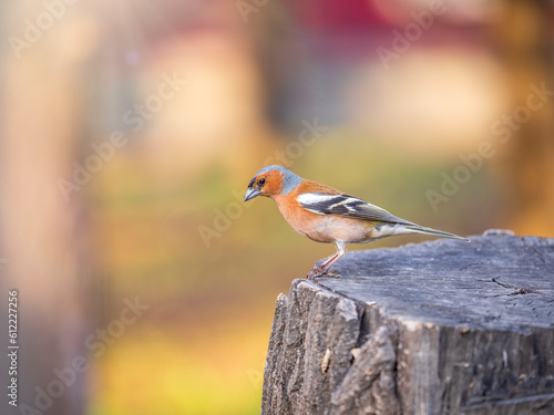 Common chaffinch, Fringilla coelebs, sits on a tree. Common chaffinch in wildlife.