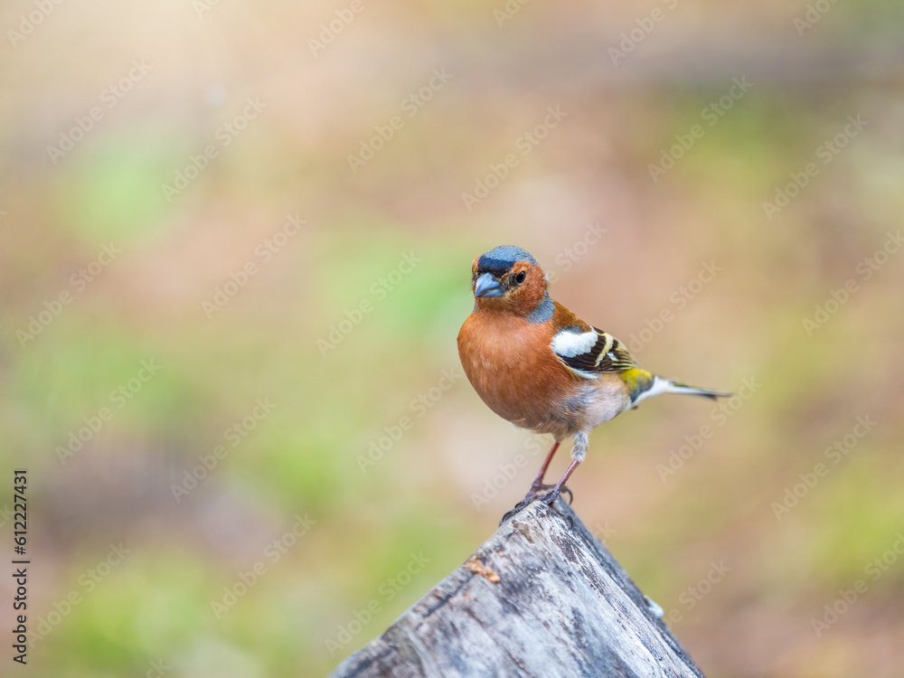 Common chaffinch, Fringilla coelebs, sits on a tree. Common chaffinch in wildlife. Common chaffinch, Fringilla coelebs, sits on a tree. Common chaffinch in wildlife.