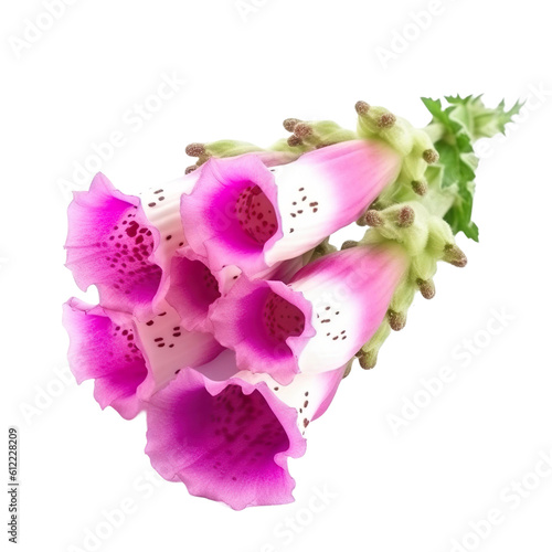 front view of Foxglove flower isolated on a transparent white background 