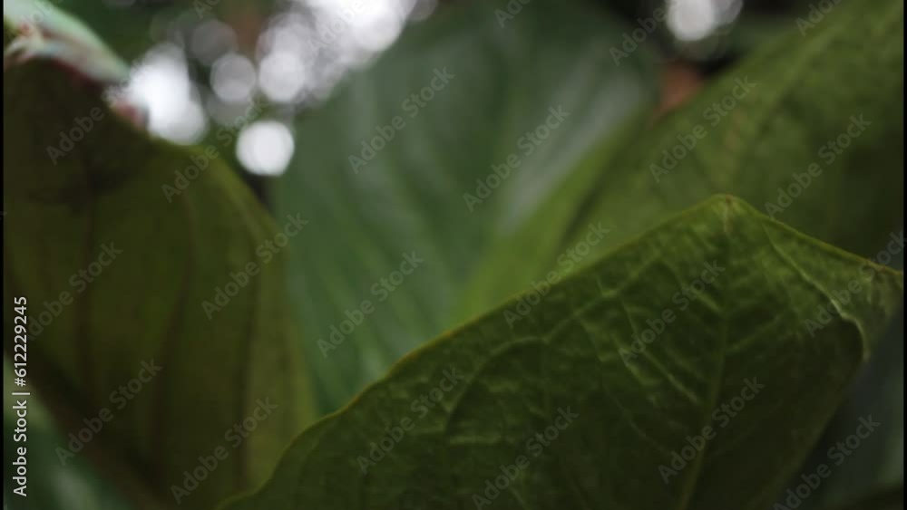 Australian white tree frog on green leaves, dumpy frog hanging on green leaves Australian white tree frog on green leaves, dumpy frog hanging on green leaves