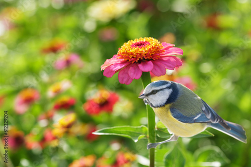 A little bird sitting on zinnia flower. The blue tit