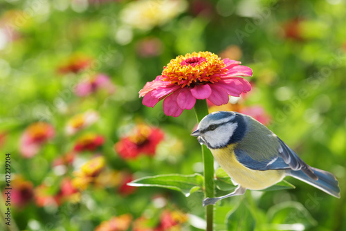 Fotografi A little bird sitting on zinnia flower. The blue tit