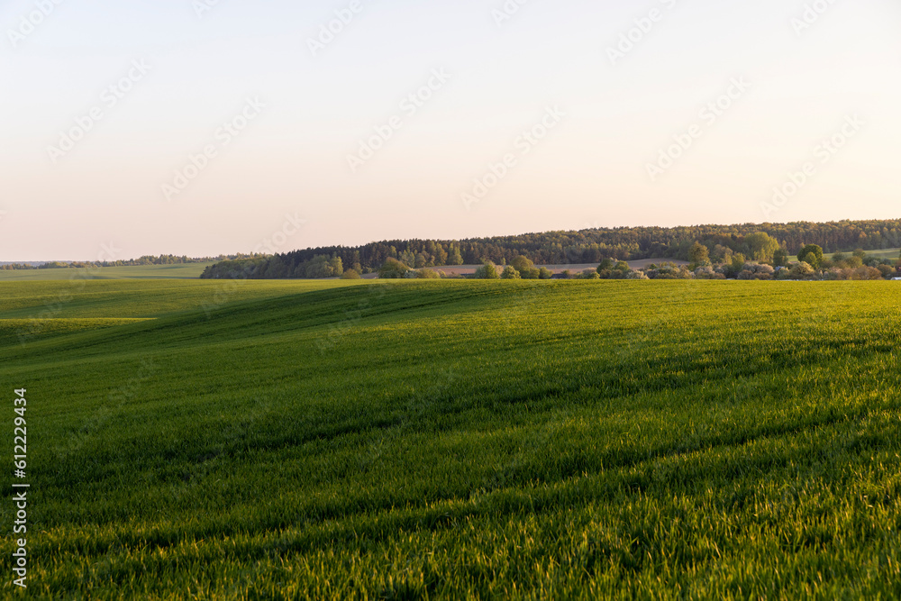 young green wheat in the field in the spring season