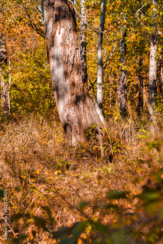 Closeup of Forest Brown Old Tree Against Scenic Fall in Polesye Natural Resort. photo