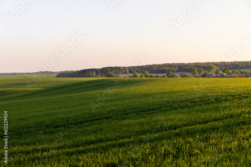 young green wheat in the field in the spring season
