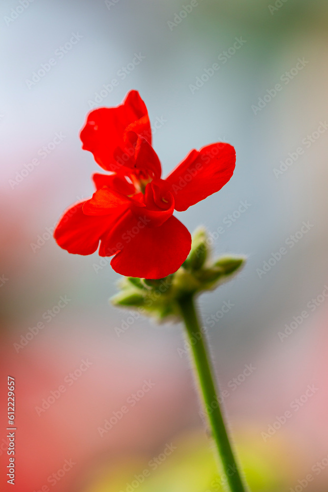 Fototapeta premium Close-up Macro Shot of Pelargonium or Garden Geranium Flowers of Contrast Sort.