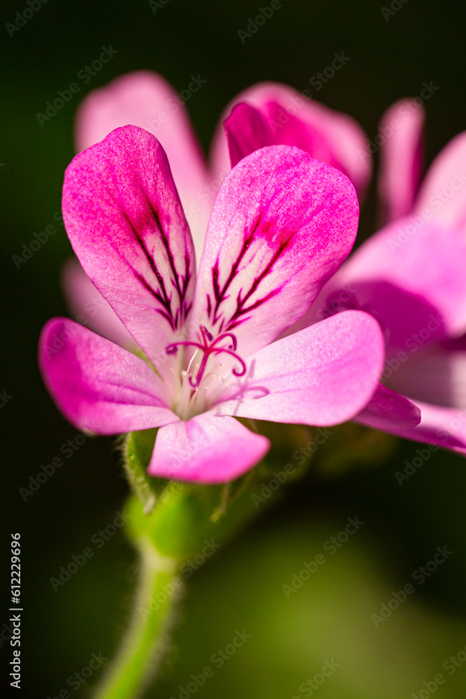 Obraz premium Closeup Macro Shot of Pelargonium or Garden Geranium Flowers of Capitcium Or Pink Sort.