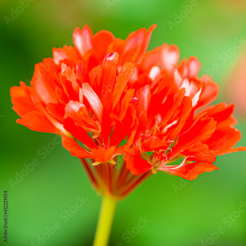 Close-up Macro Shot of Pelargonium or Garden Geranium Flowers of Good Vibrations Sort. photo