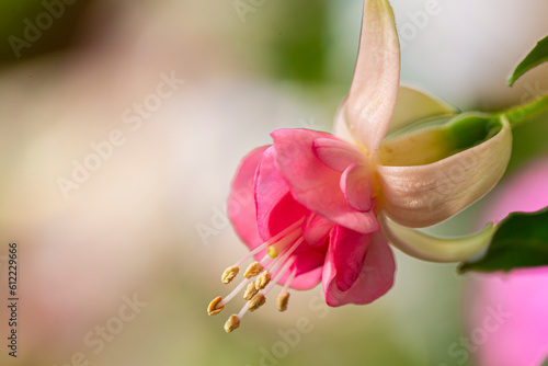 Close-up Macro Shot of Pelargonium or Garden Geranium Flowers of Fuchsia Tryphylla Sort. photo