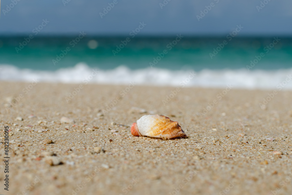 seashell on the sand against the backdrop of the sea on a sunny day seashell on the sand against the backdrop of the sea on a sunny day