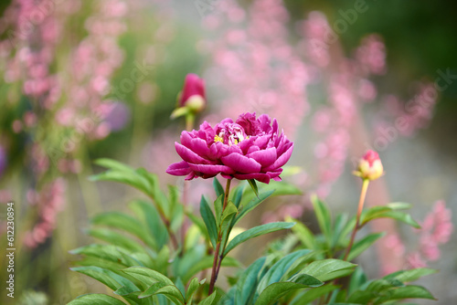 Blooming pink peony bush in garden
