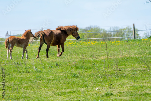 Horses grazing in the meadow, Poland.