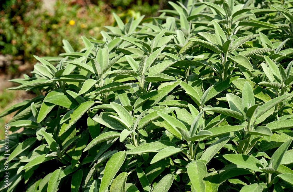 A large sage bush in a natural herb garden A large sage bush in a natural herb garden