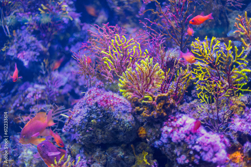 Fototapeta Naklejka Na Ścianę i Meble -  Colorful deep sea . Awesome Coral Reef