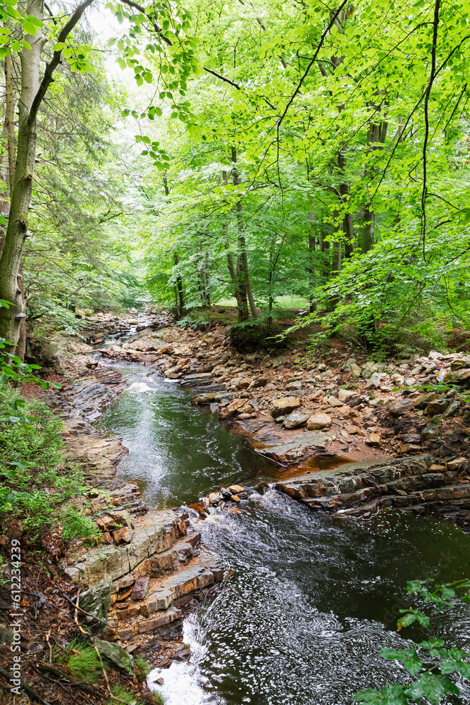 Scenic view of river and trees in forest Scenic view of river and trees in forest