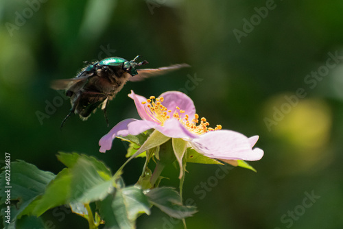 green beetle and pink flower