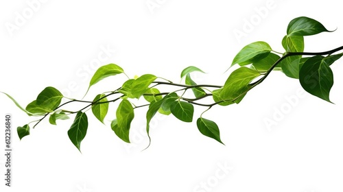 Twisted jungle vines, tropical rainforest liana plant isolated on white background