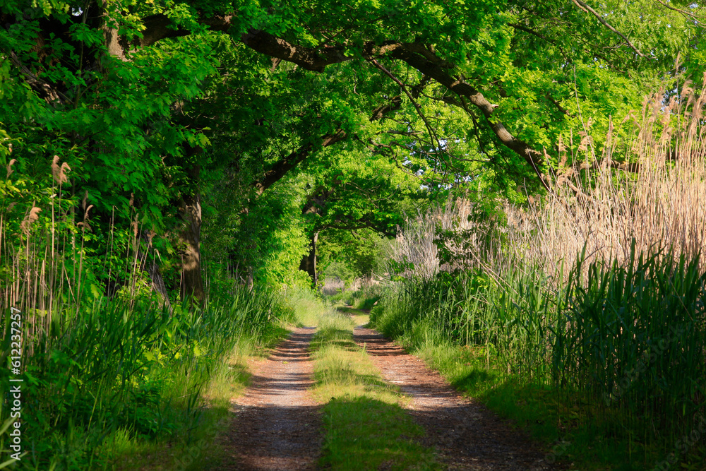 Germany, Saxony, Dirt road in Upper Lusatian Heath and Pond Landscape Germany, Saxony, Dirt road in Upper Lusatian Heath and Pond Landscape