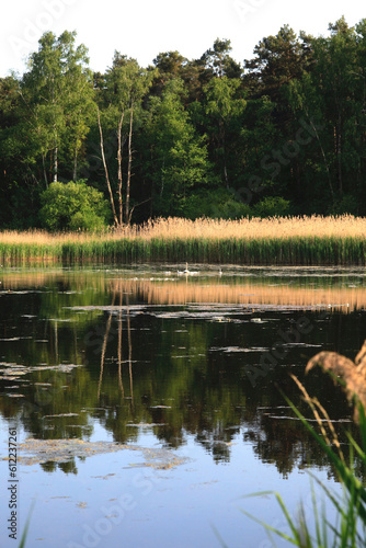 Germany, Saxony, Pond in Upper Lusatian Heath and Pond Landscape photo