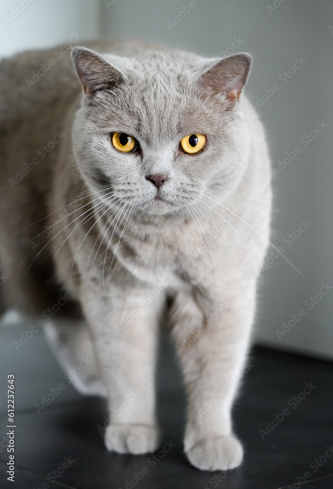 Portrait of a cat with gray fur and yellow eyes. Like British Shorthair. Animal close-up.
