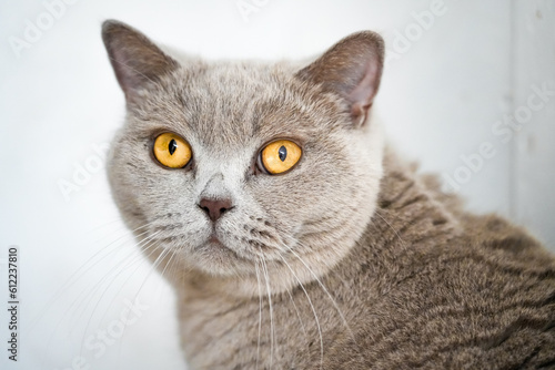 Portrait of a cat with gray fur and yellow eyes. Like British Shorthair. Animal close-up. 