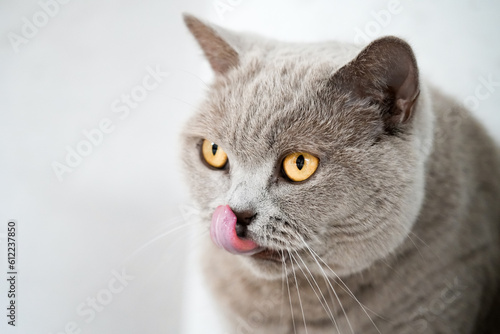 Portrait of a cat with gray fur and yellow eyes. Like British Shorthair. Animal close-up.  © Elly Miller