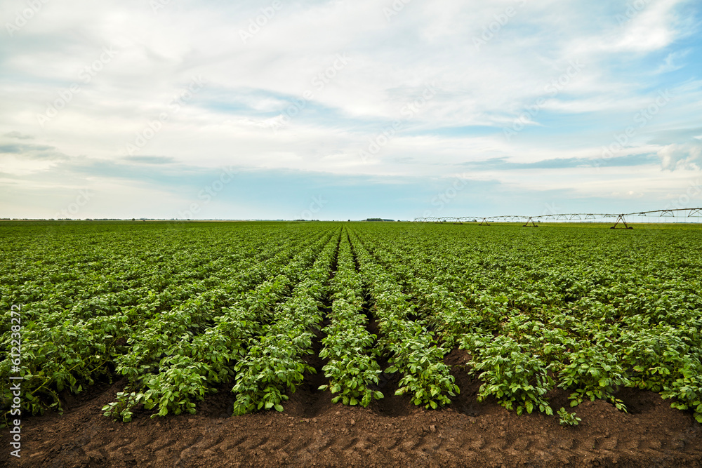 Rows of potatoes growing in field Rows of potatoes growing in field