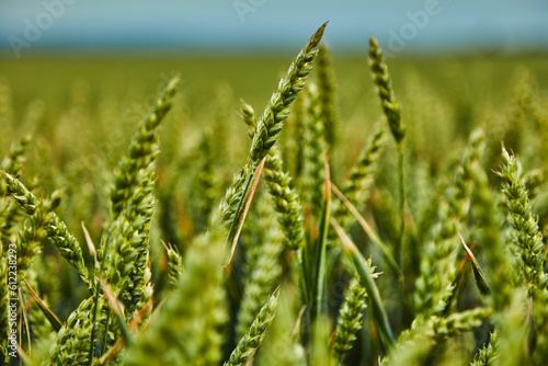 Green wheat growing in field photo