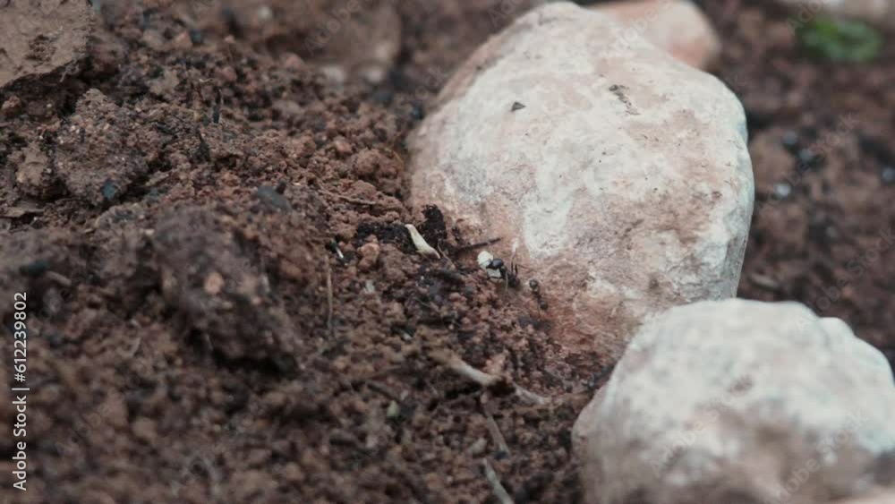 Ant carrying cereal grain between stones and brown earth Ant carrying cereal grain between stones and brown earth