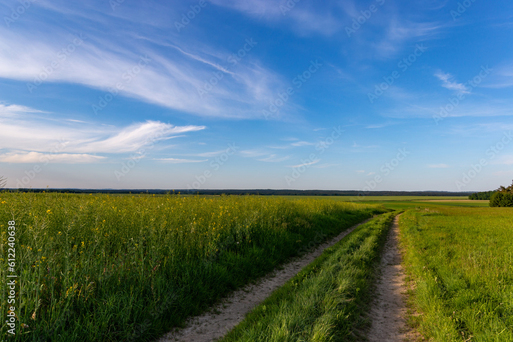 Rural road and agriculture fields. Summer day.