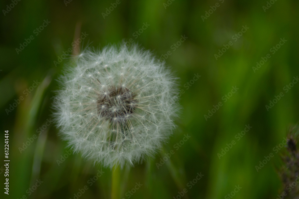Dandelion and green fields. Wild flowers and plants Dandelion and green fields. Wild flowers and plants